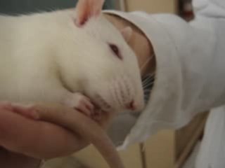TP rat n°3 - Mr propre grince des dents