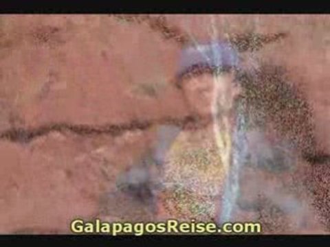 Sea Lions Galapagos Tours and Cruises