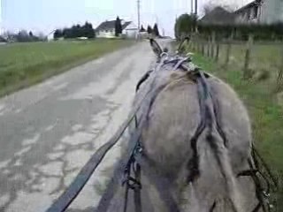 Nanita 1ère fois à l'attelage