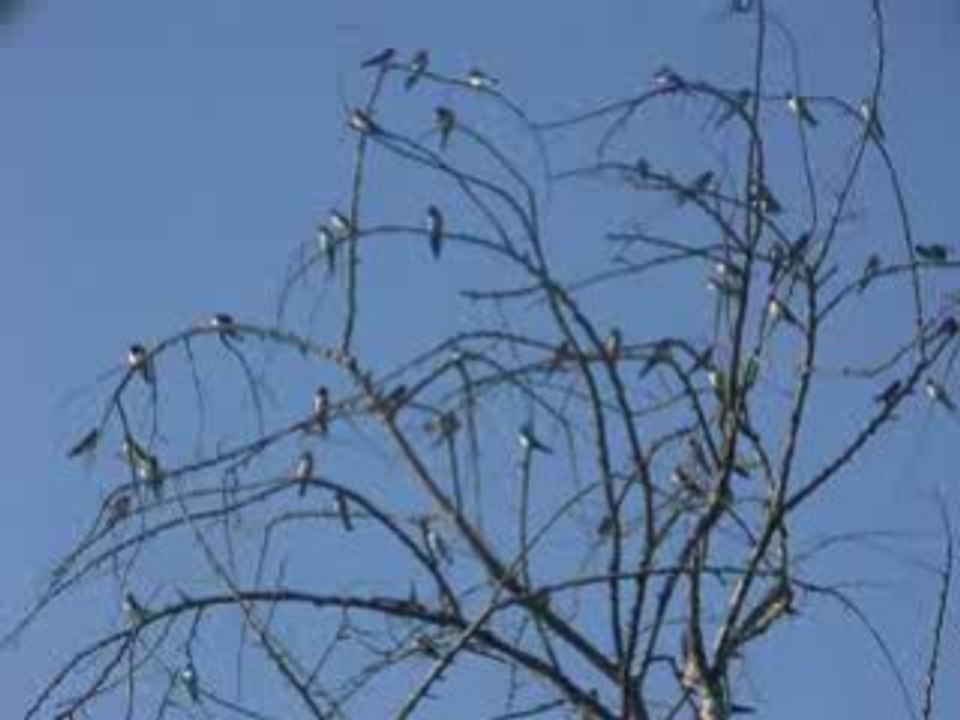 hirondelles rustiques