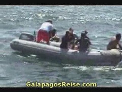 Snorkeling video at the Galapagos Islands