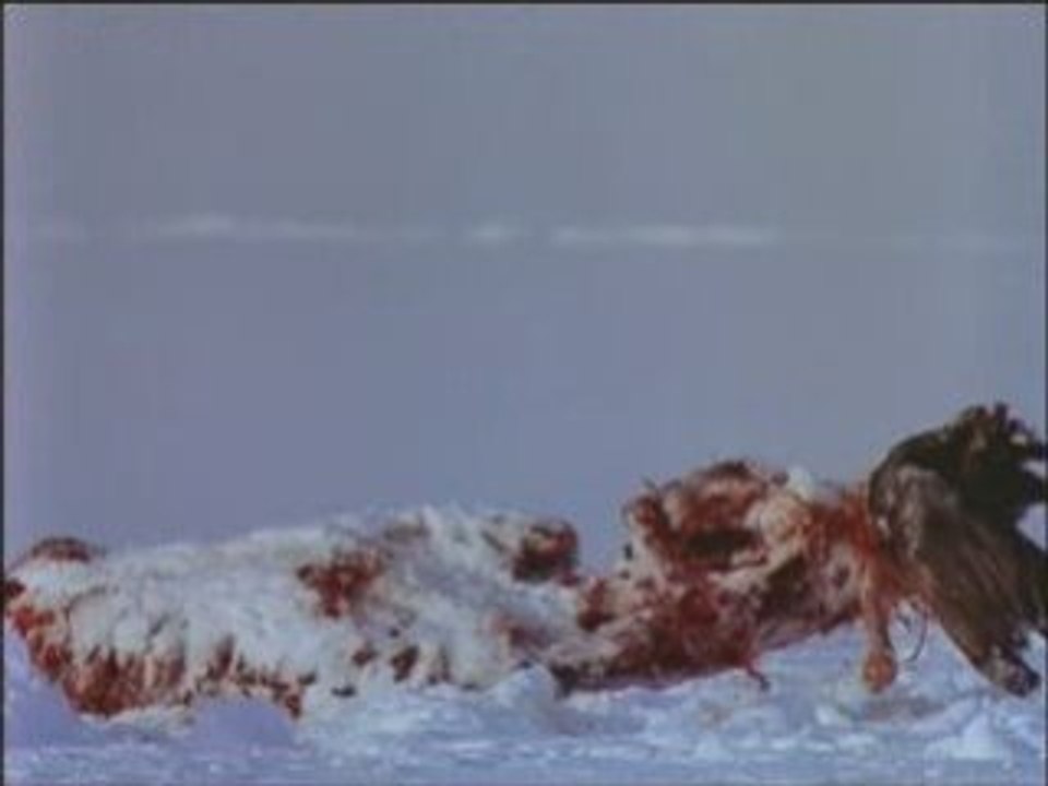 L'ours polaire Partie 3