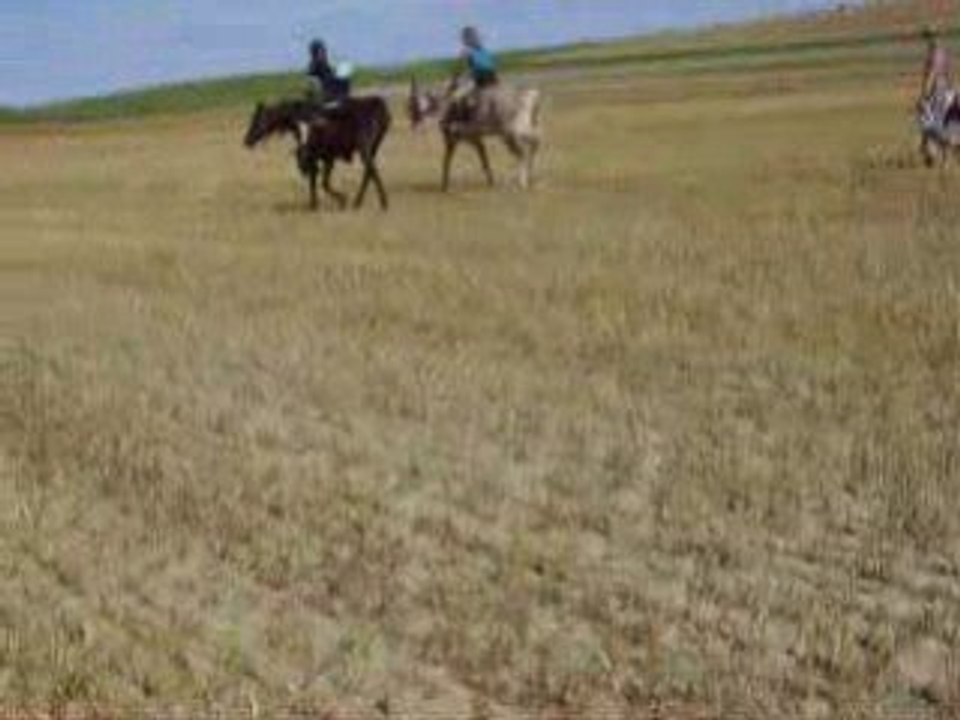 tigrou pépette saltz Big Ben, galop