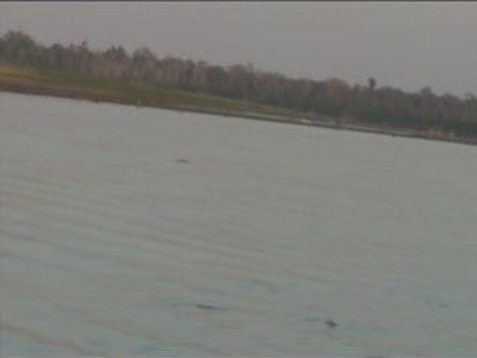 Aperçu de dauphins d'eau douce