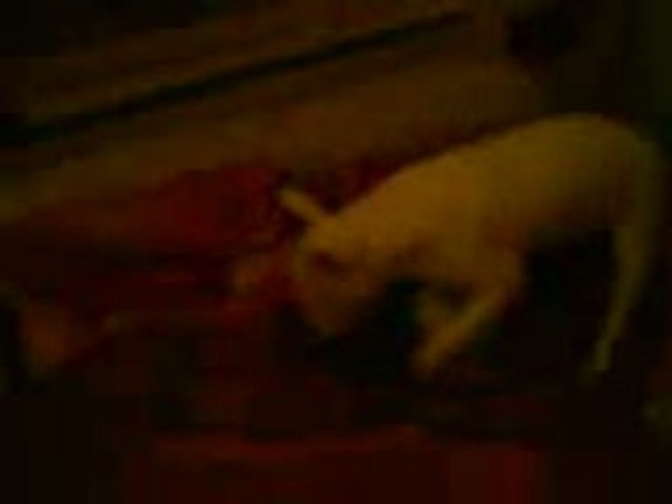 bull terrier