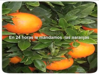 naranjas de valencia