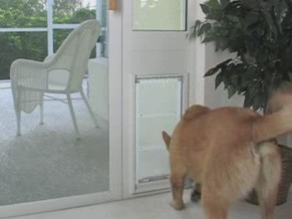 DoggieDoors - Petsafe Pet Doors For Your Dog or Cat