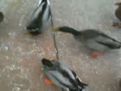 delires entre potes 06