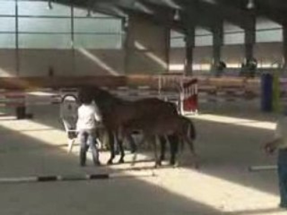 Selections France Dressage Aout 08