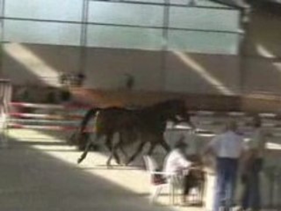 Selections France Dressage Aout 08 (2)