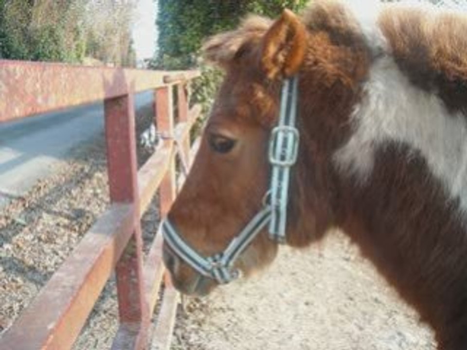 Bufalo se matin.