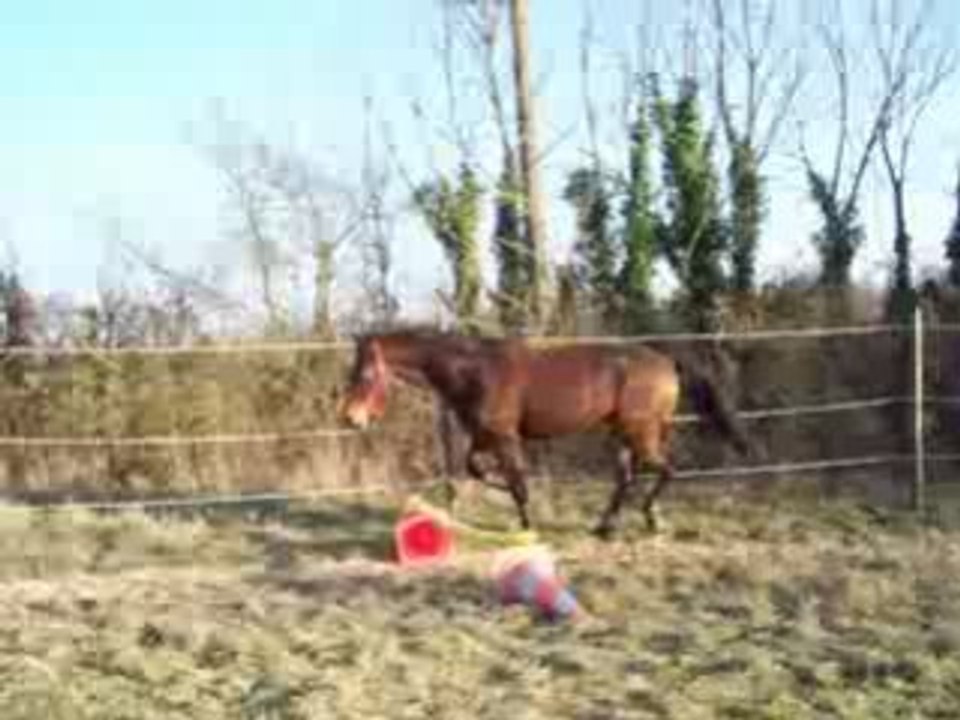 ROI sauts en liberté