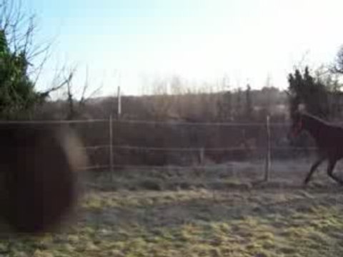 ROI sauts en liberté 2