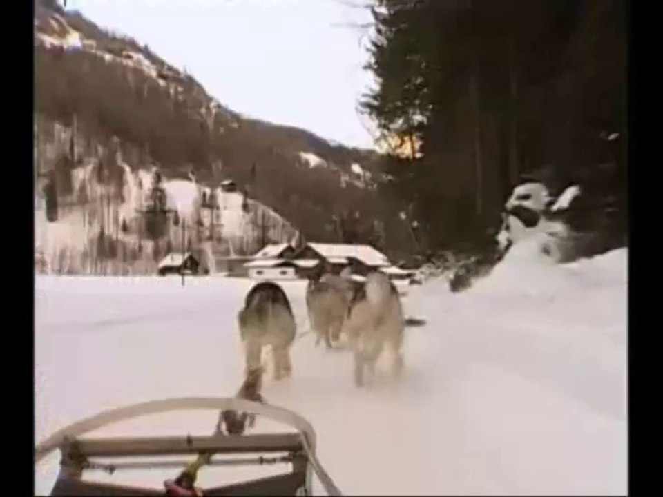Huskies en Autriche