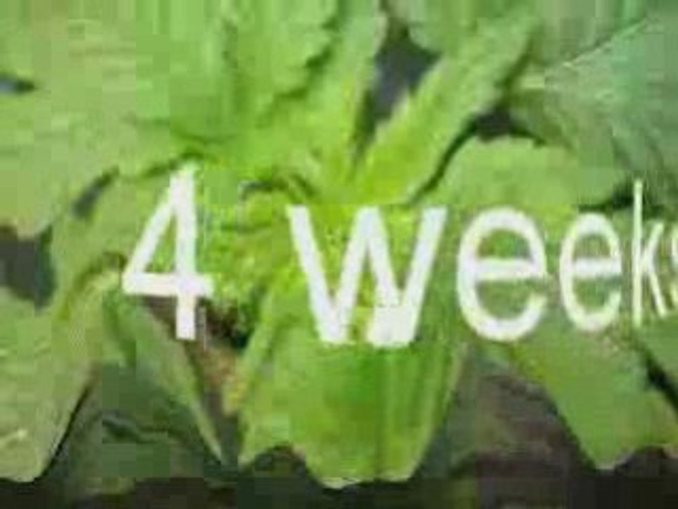 Indoor Aerogarden grow op