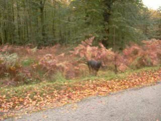 Chasse courre 2008-2009