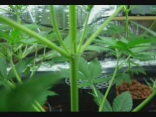 Indoor growing hydro lowryder