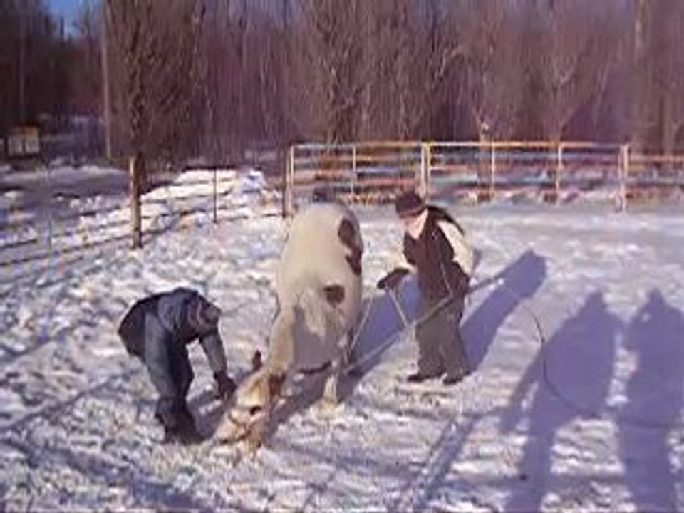 Mohawk qui se couche