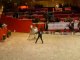 Salon du cheval, championnat du monde du cheval arabe