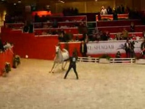 Salon du cheval, championnat du monde du cheval arabe