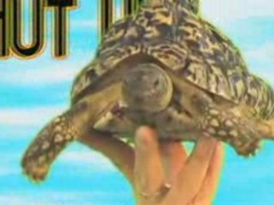THE FLYING TURTLE