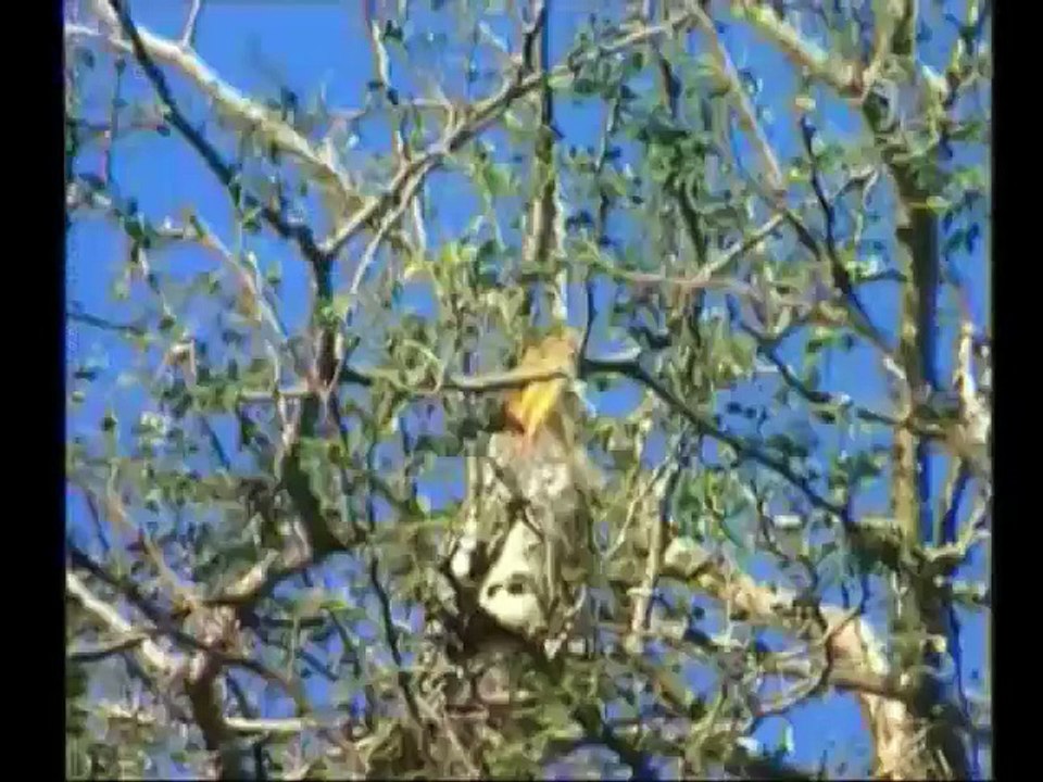 Le Parc Kruger