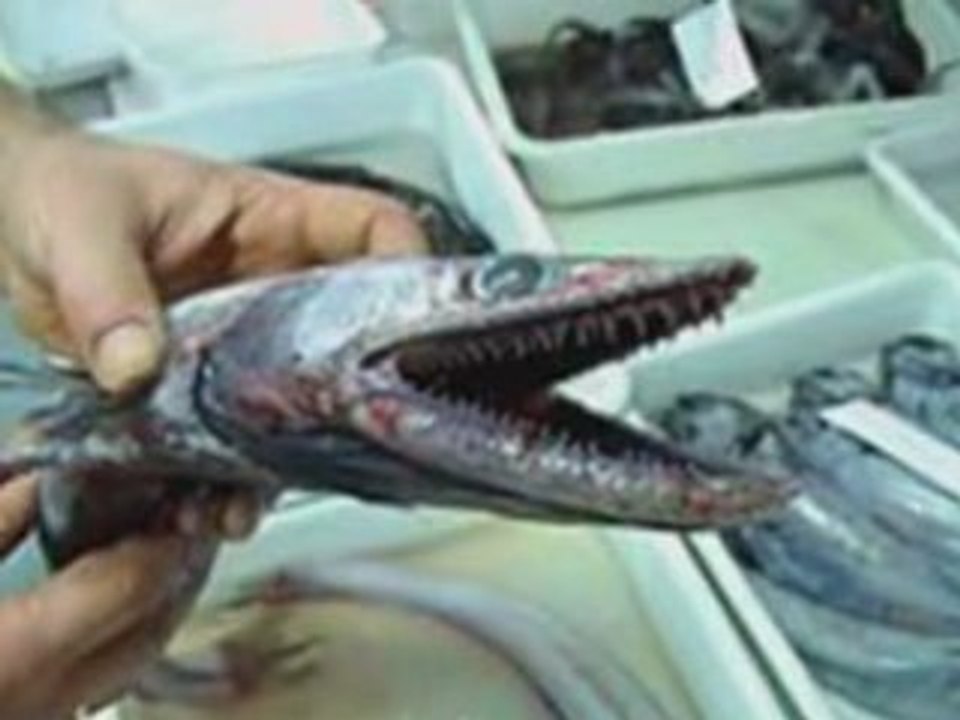 Créatures inconnues & mystèrieuses