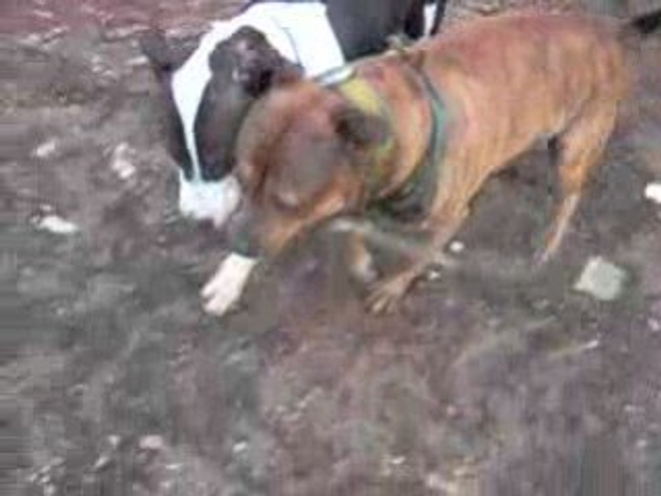 amstaff