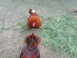 Gold lambi vs lambi yleg