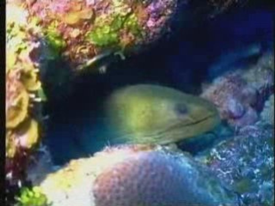 Scuba diving