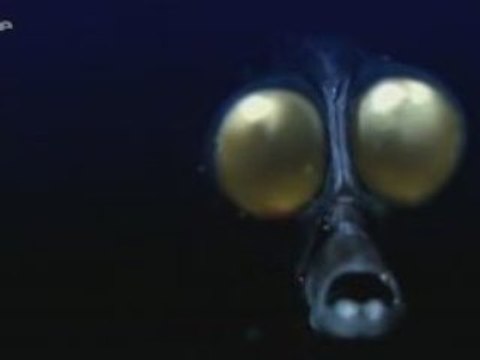 Au coeur des oceans - Les abysses 1/3