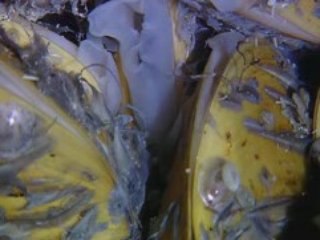 Au coeur des oceans  - Les abysses 3/3