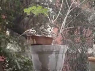 Sparrow bath
