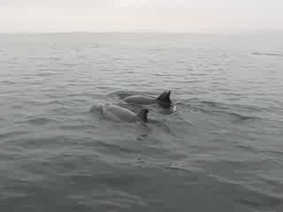 Paracas : dauphins