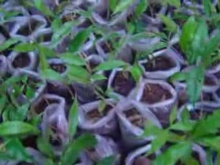 AQUILARIA MALACCENSIS jeunes plants