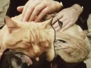 UN CHAT EN LA CHAPELLE ST ANNE