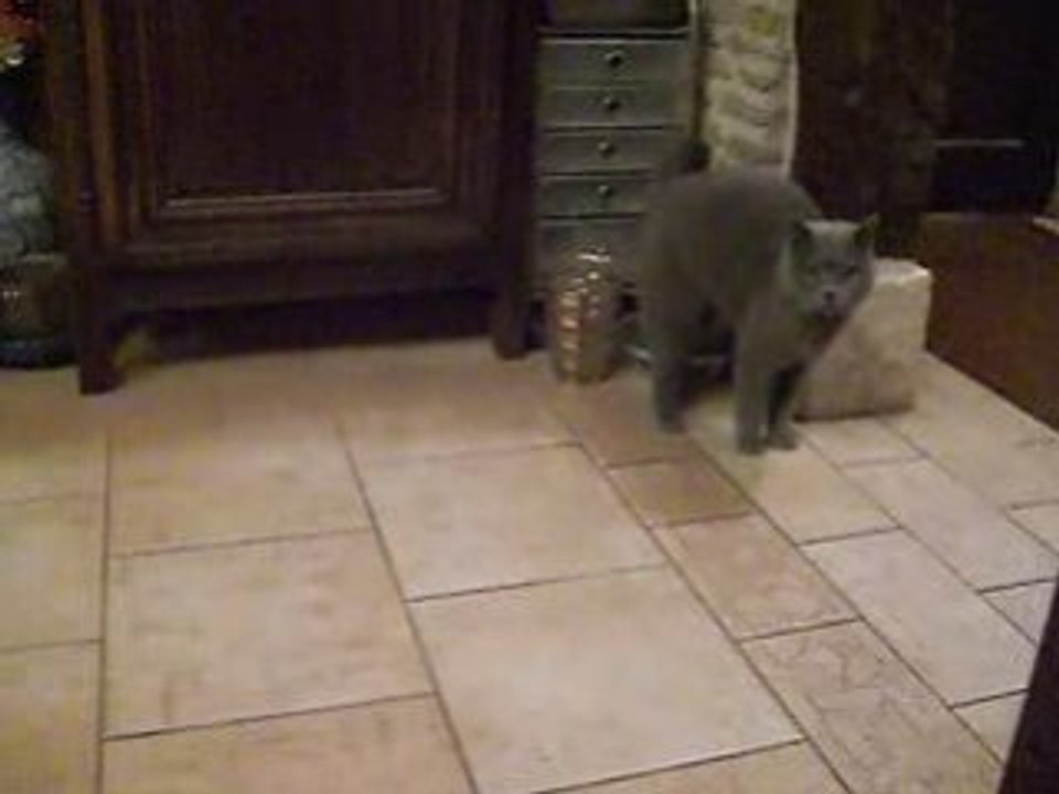 Très drôle.... un chat pour jouer !