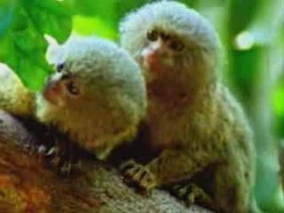 La vie privée des animaux 2