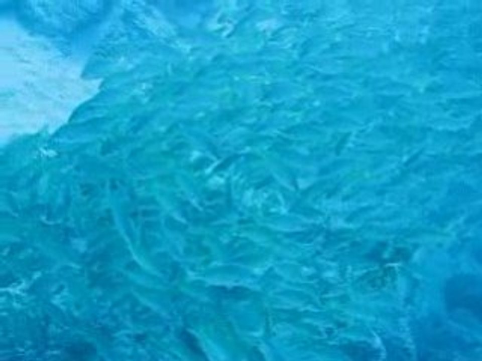 Banc de grondins en rond