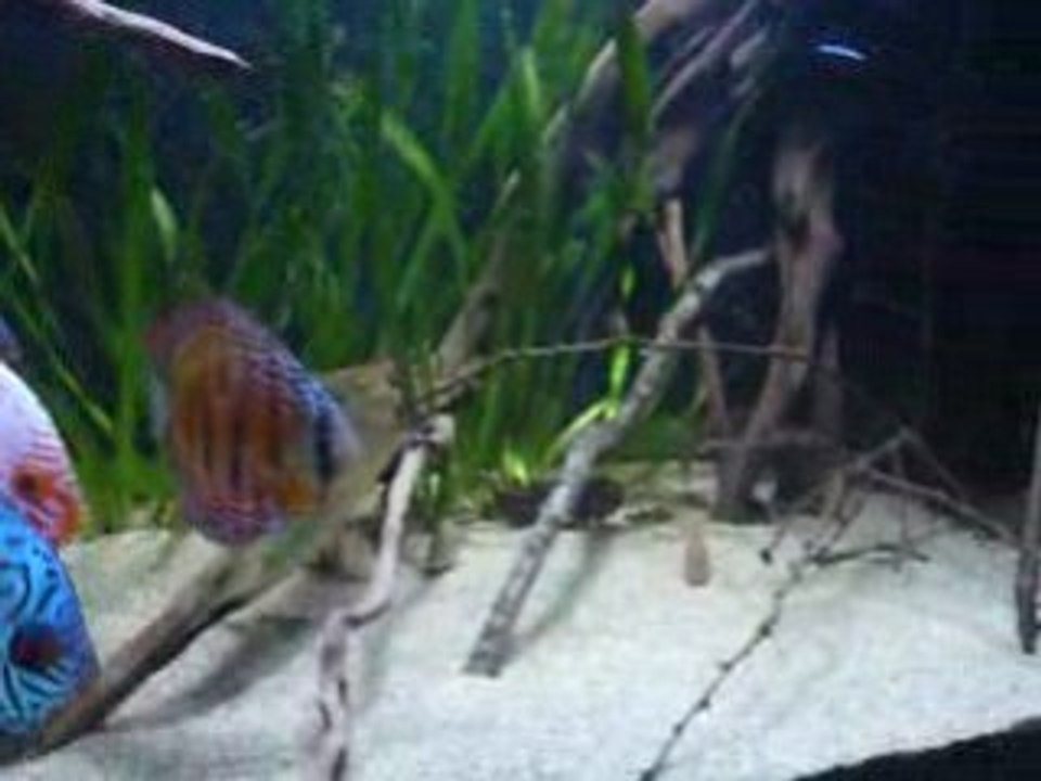 Discus