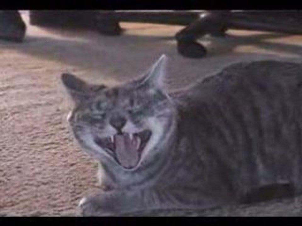 Nala le chat qui rit le plus au monde !