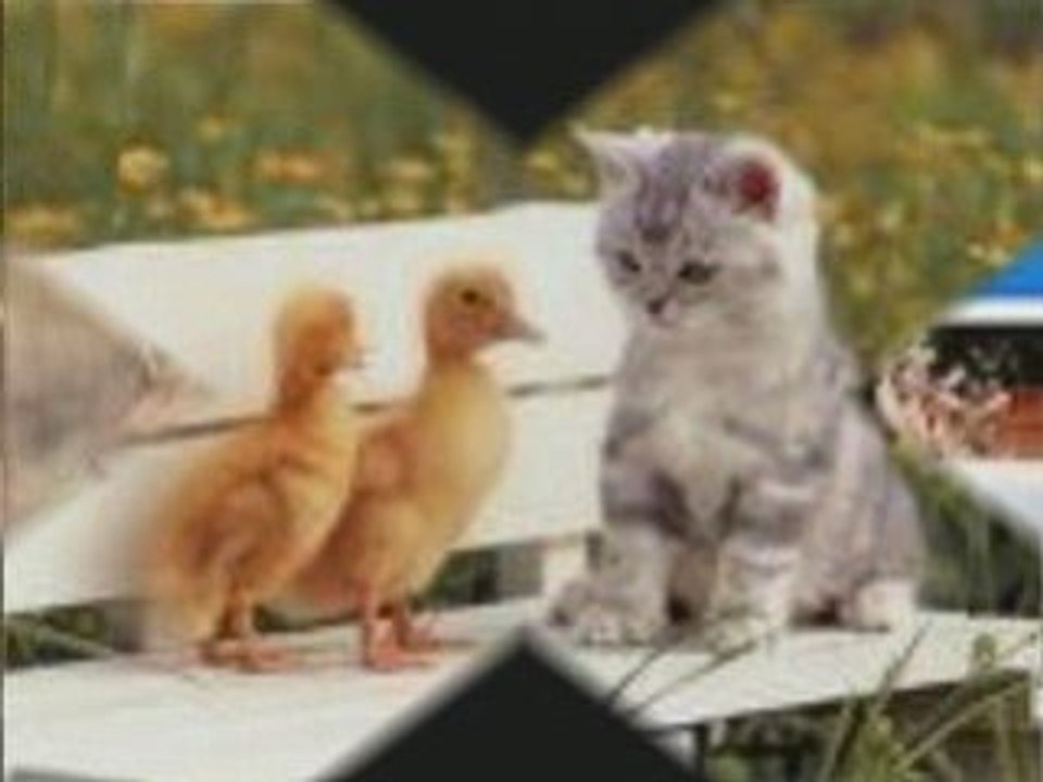 Jessy vidéo animaux_0001