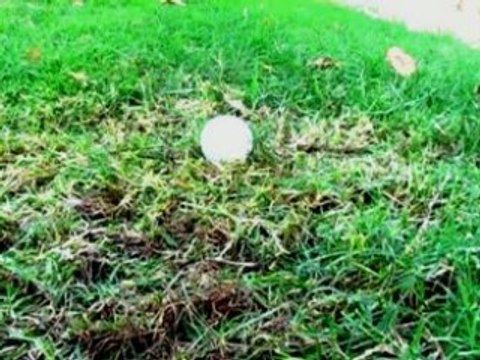 Funny Golf Videos Ellen Degeneres uses Big Daddy Driver