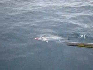 PECHE BONITE MARSEILLE