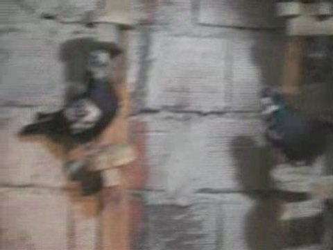 ABDULLAH ÇAYCI/ŞANLIURFA KÜMES İÇİ guvercinurfa.com