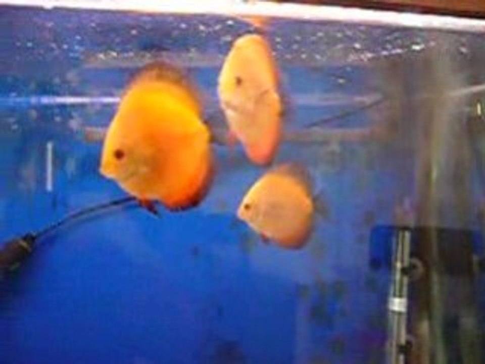 Discus red melon
