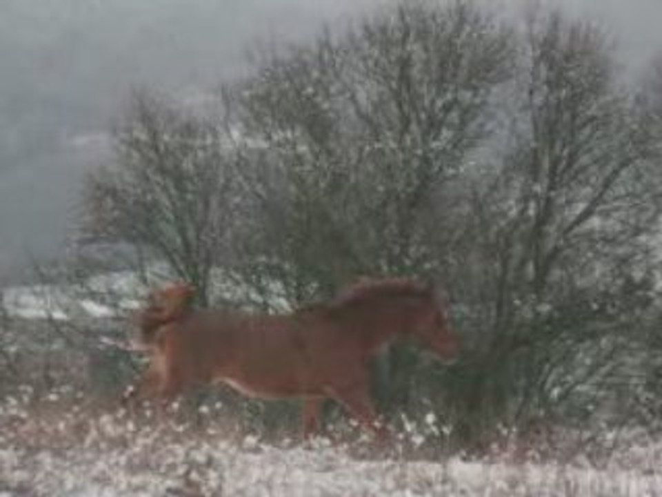 Sous la neige