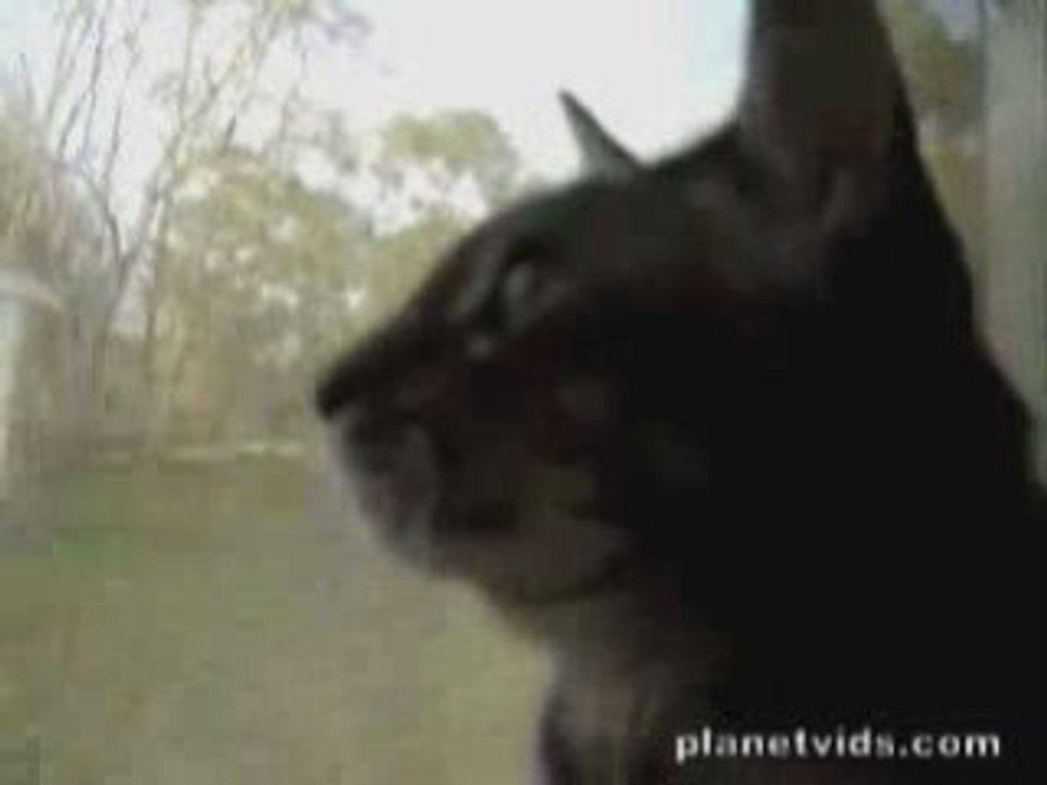 - Le Chat Qui Aboie