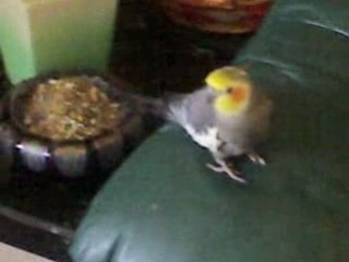 rachi che parla fra se e se