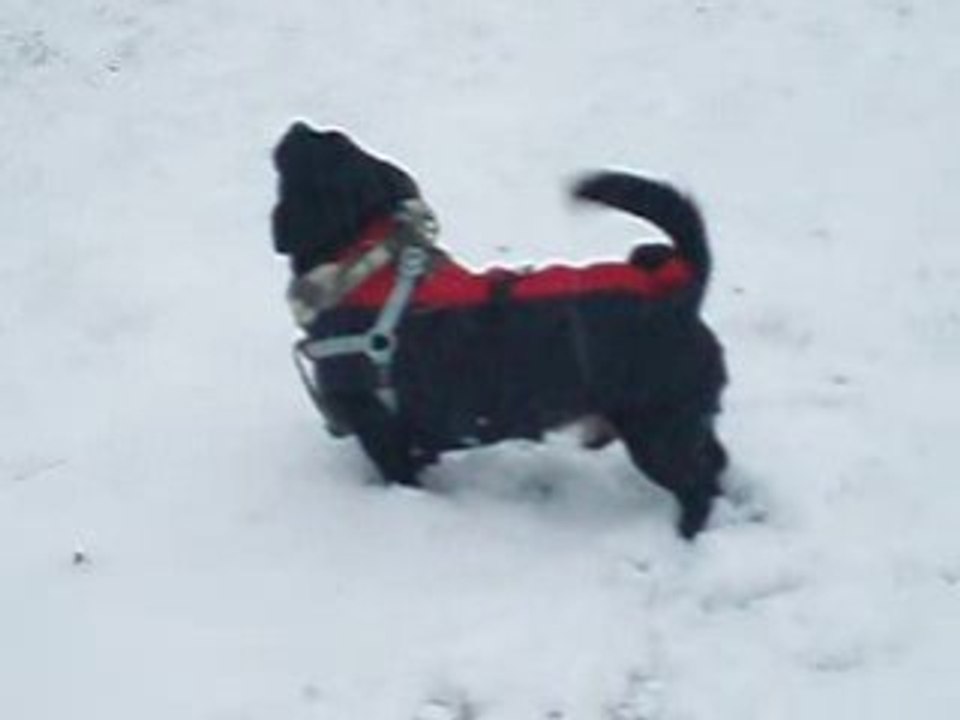 Tango joue dans la neige